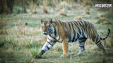 Tiger Travel Tipeshwar To Dharashiv