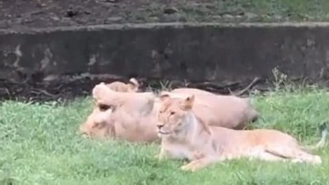 Indore Zoo lioness Sundari gives birth to two healthy lion cubs.