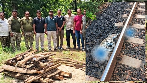 gondia leopard found dead near railway track train accident