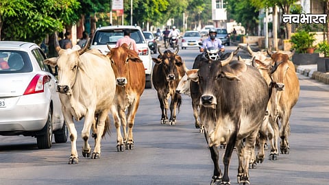 Nagpur Illegal Cattle Sheds