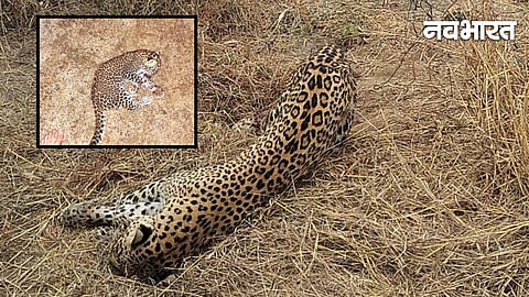 Leopard Cub Found Pimple Jagtap Shirur
