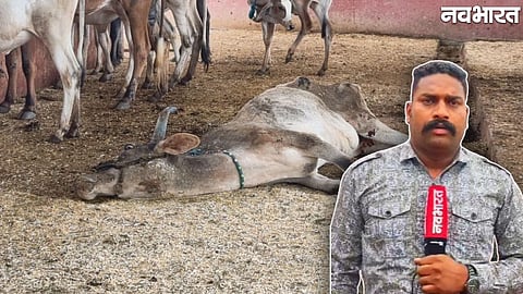 Cows allegedly dying due to lack of fodder and medical treatment at Kanhaiya Gaushala in Sehore