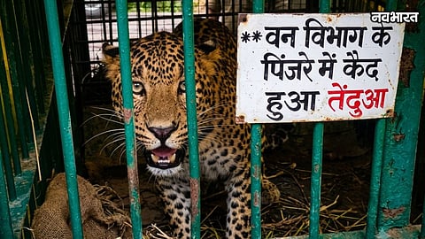 Leopard trapped in Forest Department's cage