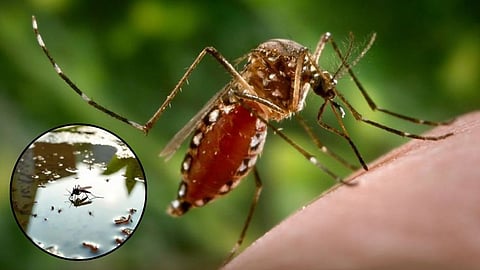 Why Mosquitoes Bite Some People