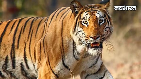 Amravati Tiger Attack Chandur Bazar