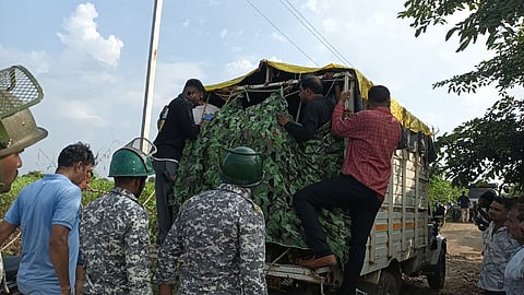amravati man eating tigress caught dies on way to nagpur