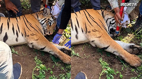 amravati man eater tigress pinky death rescue operation details