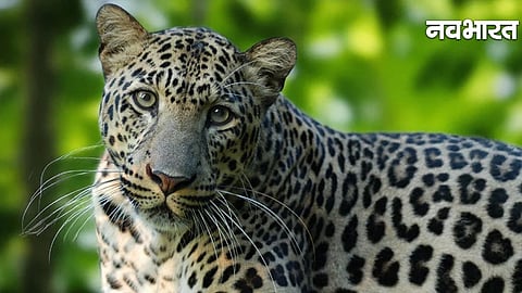 leopard