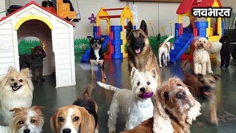 Residents of Pimpri troubled by illegal 'dog hostels' in residential areas