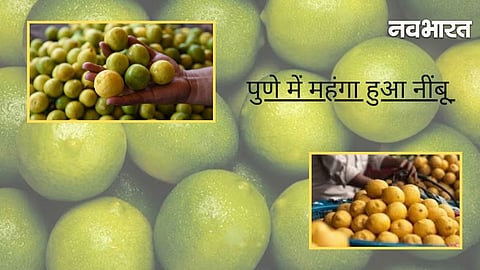 Lemons being sold in the Pune market