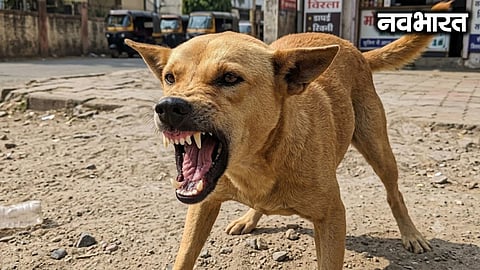 Rabid dog terror in Ale village, Junnar: 12 people injured after being bitten within two hours