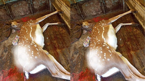 tawashi sambhajinagar highway deer death vehicle collision