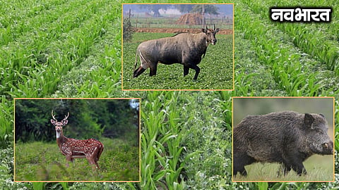 Nilgai, Pig and Deer