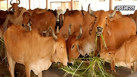 Yavatmal Veterinary Hospital Empty Premises