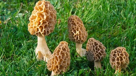 BRICS menu gucchi mushroom himalayan morel price.