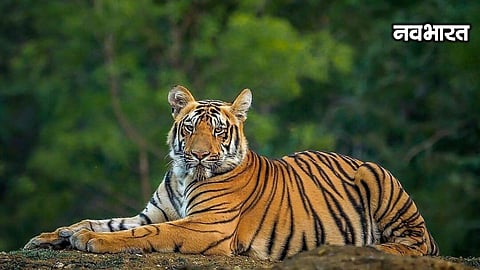 Wardha Human Tiger Leopard Deaths