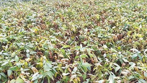 yavatmal-umarkhed-drought-crop-damage-soya-bean-compensation-demand-asl01