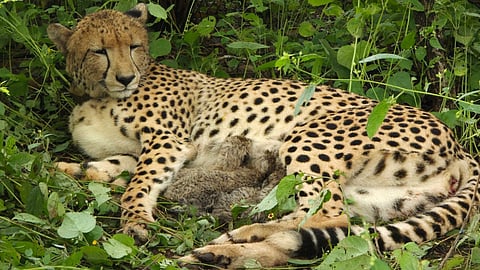 Kuno National Park Project Cheetah