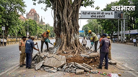 Tree trunk encased in concrete and the de-concretization process