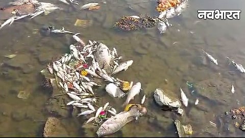 बानेर में मुला नदी के तट पर मरी हुई मछलियां और दूषित जल