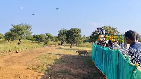 CM Mohan Yadav releases female cheetah