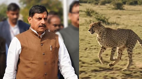 CM Mohan Yadav releases female cheetah CCB2 at Gandhi Sagar Wildlife Sanctuary