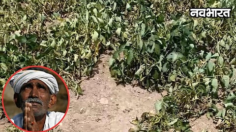 Nashik Sinnar Drought Soybean Crop