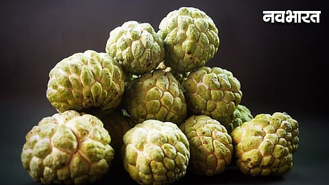 Purandar's 'Phule Purandar' custard apple fetches record prices at the Saswad market.
