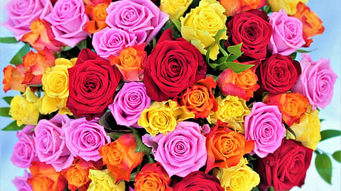 World rose day rose colors meaning relationship.