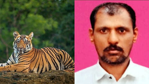 Chandrapur Savli Tiger Attack Death