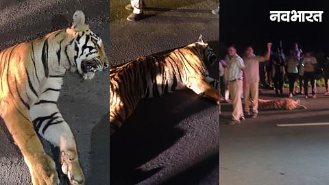 Nagpur Lakhani Tiger Accident