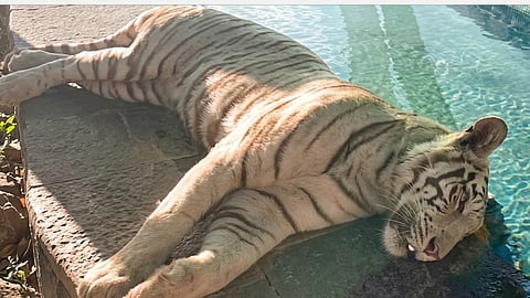 Bhandara Lakhani Tiger Accident Forest Department