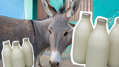 Donkey Milk Benefits and its uses