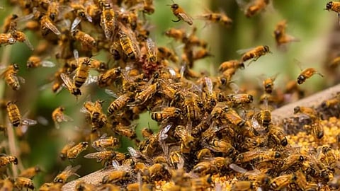 gadchiroli chamorshi bee attack 21 students injured