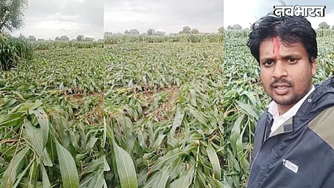 maize crop damaged by storm and rain in Sagar