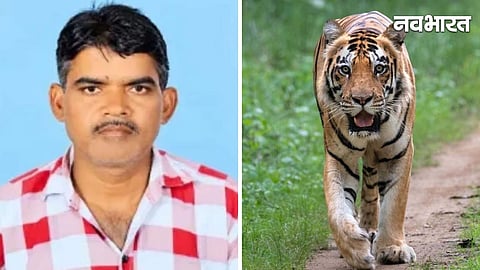 Tiger terror in Gadchiroli