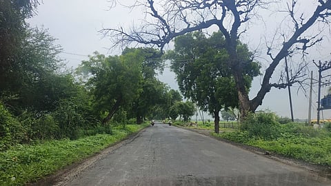 amravati paratwada four lane road trees nhai high court