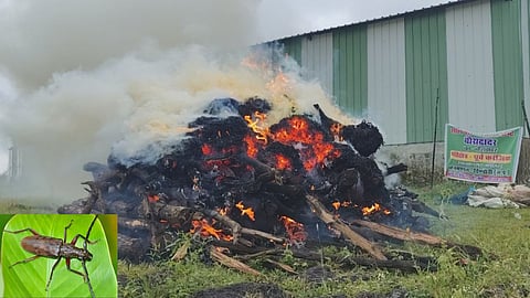 Dindori Forest Department destroys 19.47 lakh sal borer insects