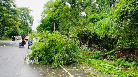 Prayagraj Rain Accident: Head Constable Dies After Tree Branch Falls  