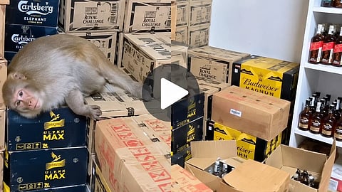 Monkey Drinks Alcohol Ranchi 