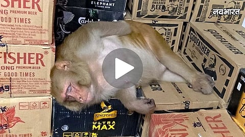 Monkey In Wine Shop