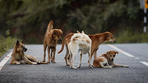 bhandara stray dog sterilization rabies vaccination campaign delayed