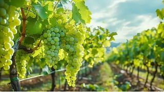 Angoor ke patte ke fayde grapes leaves benefits.