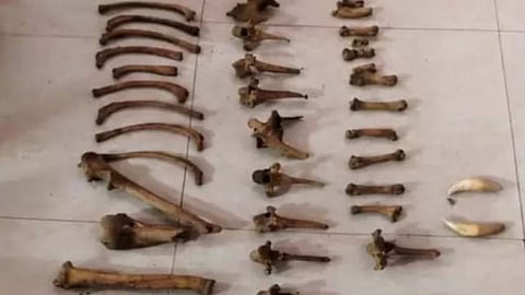 gadchiroli wildlife smuggling six suspects pangolin rescue