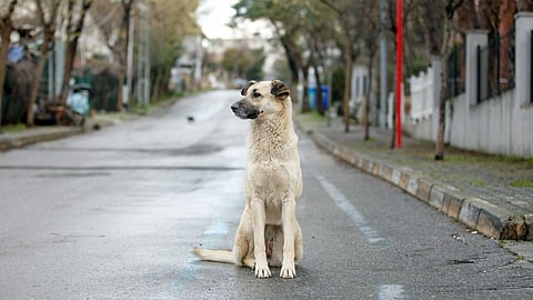 Dog bite ke baad 5 galtiyan rabies se bachav. 