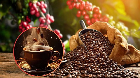 Coffee Bean to Cup Process