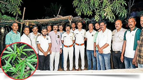 Yavatmal Crime Pandharkawada Ganja Plants Seized