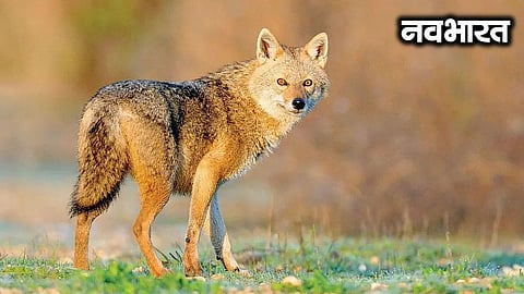 Rare animal spotted at railway station; golden jackal reaches Mumbai's Wadala station