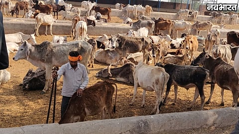 Nashik Drought Fodder Crisis 17 Lakh Livestock January Shortage