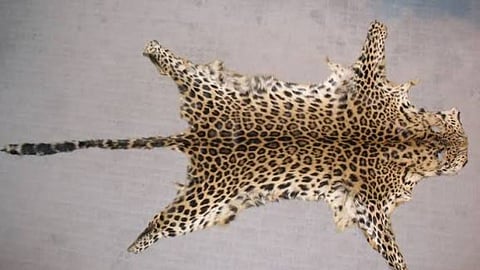 nagpur dri drug wildlife smuggling amphetamine leopard skin